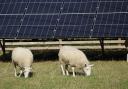 Solar panels and sheep.