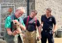 The Tawny Owl was rescued by Nick from Paradise Park and Penzance firefighters