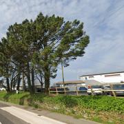 Penryn Rugby Club want to remove the Monterey Pines outside their club.