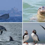 Cornwall has been named one of the best places to see marine wildlife in the UK