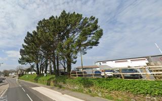 Penryn Rugby Club want to remove the Monterey Pines outside their club removed