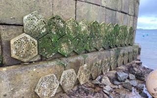 Tiles installed at Falmouth Harbour to boost marine life