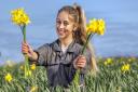 Daffodils grown near Helston in Cornwall are being sent to foster carers across England and Scotland