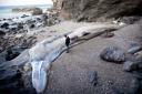 A 100-tonne whale was one of the unexpected things to be found washed up in Cornwall