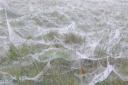 Cobwebs create magical landscape in Mawgan