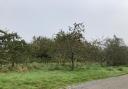The orchard The National Trust intend to build the car park on