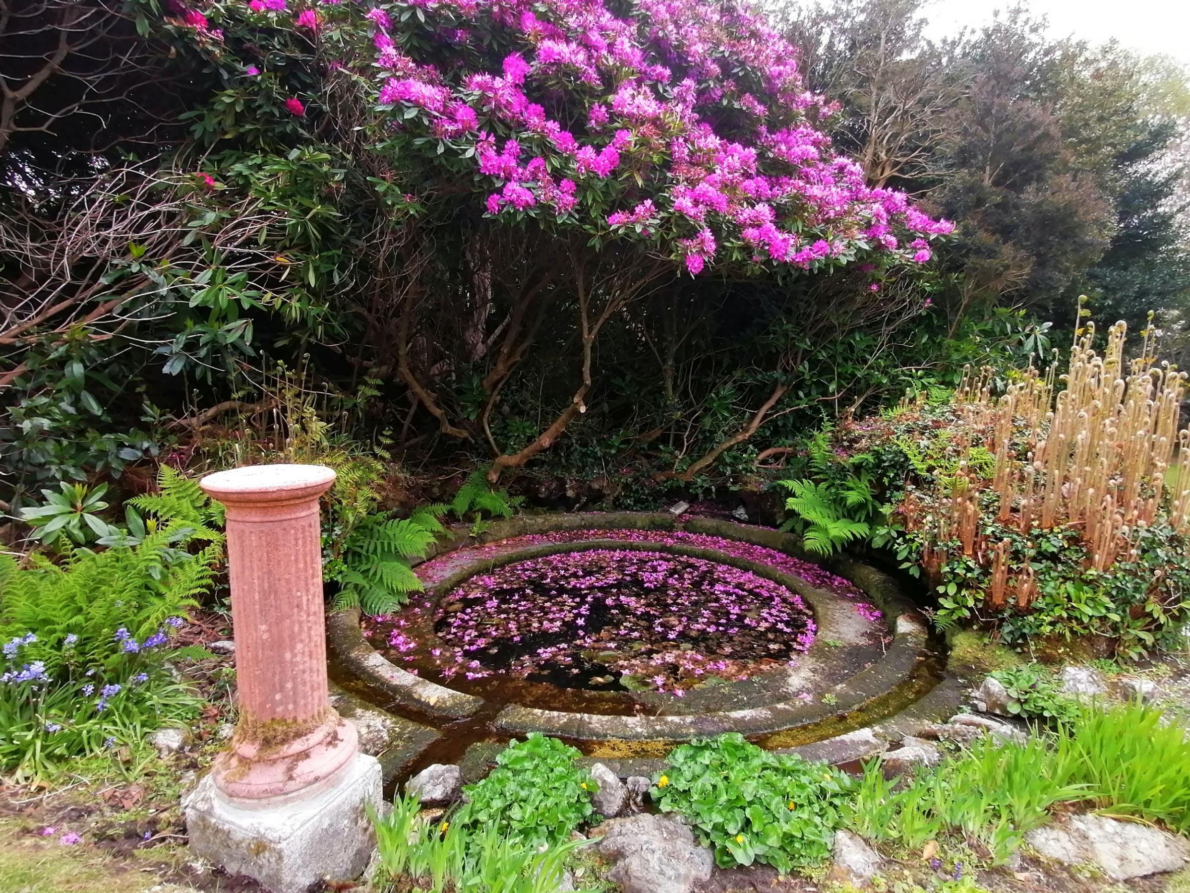 Colour in Lismores gardens