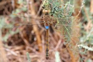 A male Vagrant Emperor with its distinctive blue back