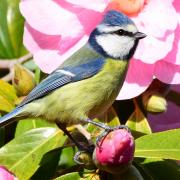Blue tit on the Camellia at Swanpool, by Sue Court