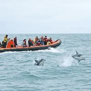 See seals, dolphins and porpoises