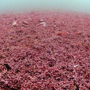 Maerl is a rare type of red algae species in the Fal Estuary, previouslydescribed as 