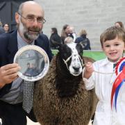 Champion Sheep Young Handler - Oliver Reeves