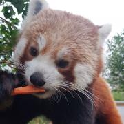 Rowan the red panda has arrived at Newquay Zoo