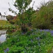 The bluebells coming out at Lismore in time for Flora Day