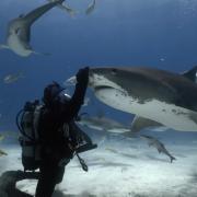 From the film - Tiger Shark King 2
