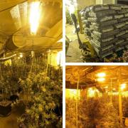 Over 4,000 cannabis plants were seized