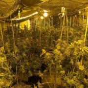 Around 4000 suspected cannabis plants were found by police