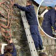 Sailors from RNAS Culdrose help to erect Cadgwith's Christmas lights