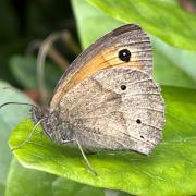 Scientists at the University of Exeter found a correlation between rising temperature and the number of spots on Meadow Brown butterflies