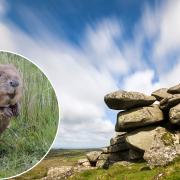 At least one beaver has been found on Helman Tor Nature Reserve