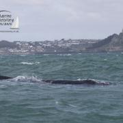 The Humpback Whale had become tangled in lobster pot lines
