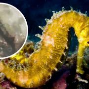 A long-snouted seahorse (also known as a spiny seahorse) has been found in Cornwall (inset)
