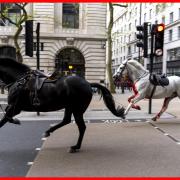 Two Household Cavalry Horses career through the streets of London this morning, one of them covered in blood