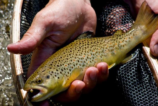 'Extraordinary' trout with tolerance to heavily polluted water found in Hayle