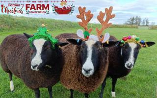 The Christmas on the Farm photo competition winner in 2022.