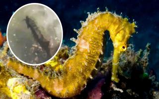 A long-snouted seahorse (also known as a spiny seahorse) has been found in Cornwall (inset)