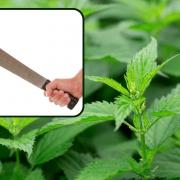 Marcus Bray took a machete to an arguement saying he had been cutting nettles with it
