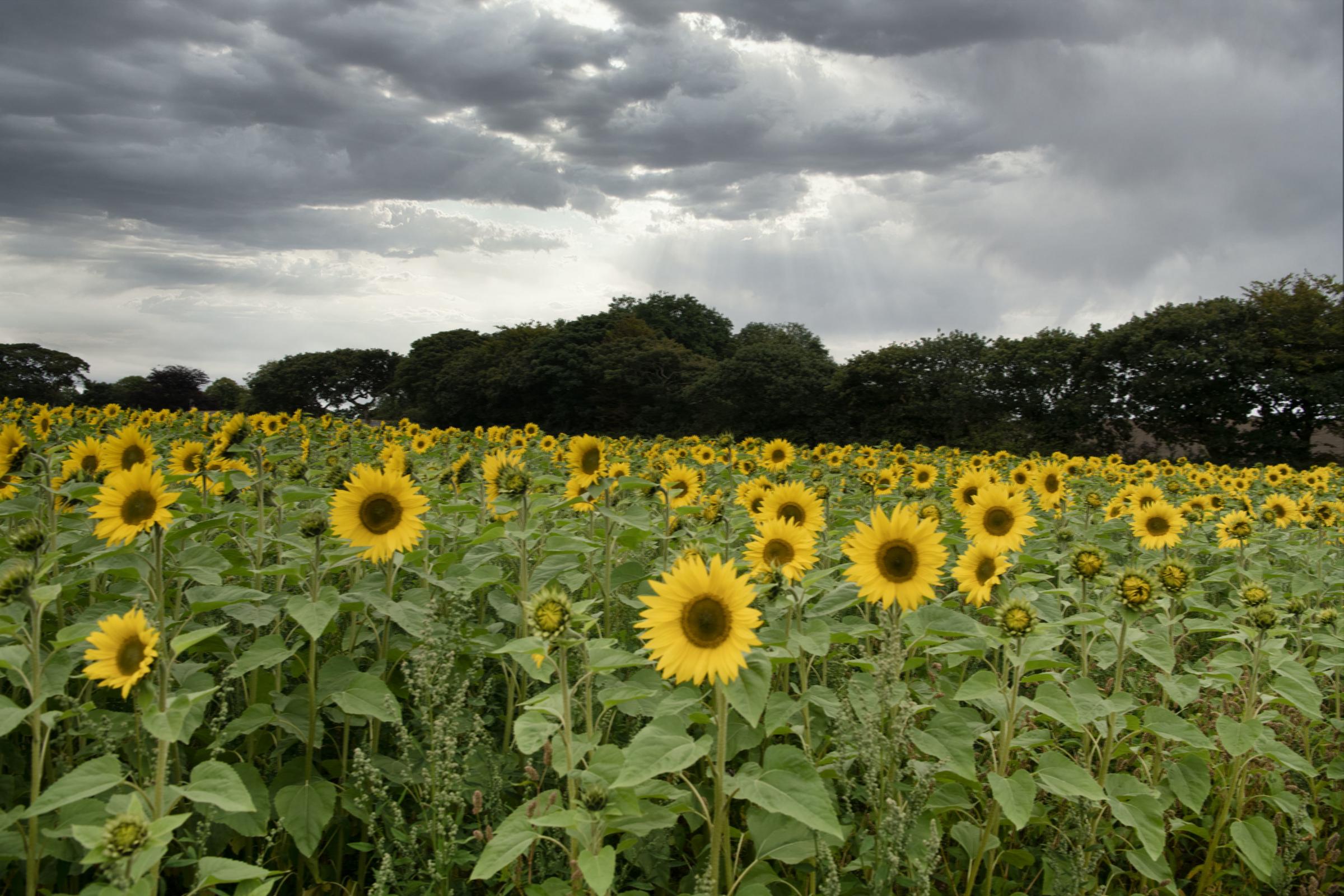 Cornwall Sunflower Field In Trispen Protected For Hard Pressed Falmouth Packet