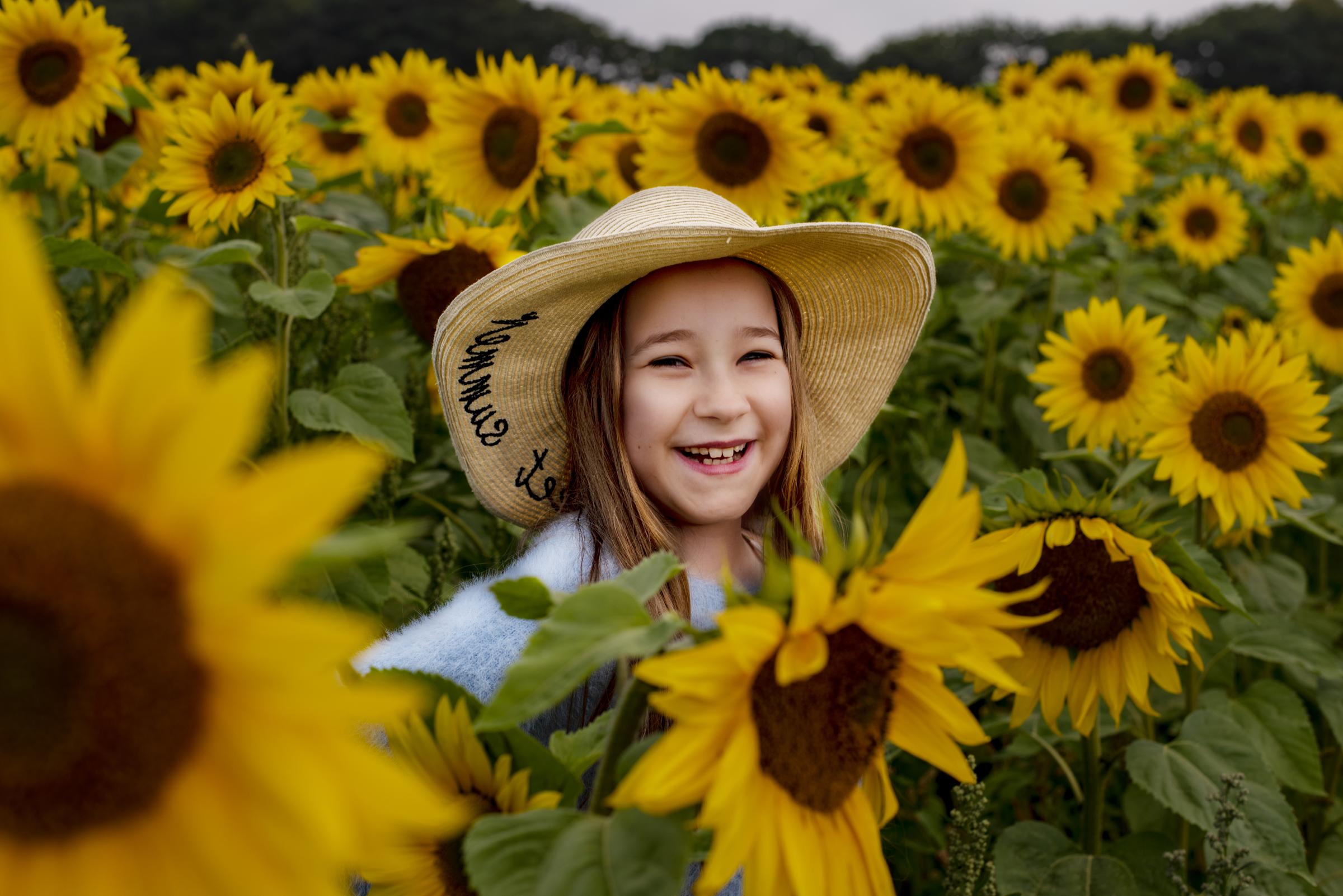 Sunflower Field Near Truro Cornwall Raises Cash For Sowenna Falmouth Packet