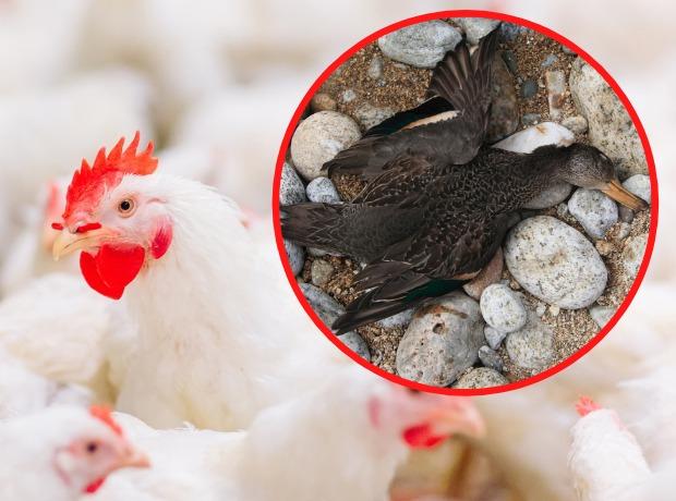 New restrictions introduced to halt spread of bird flu