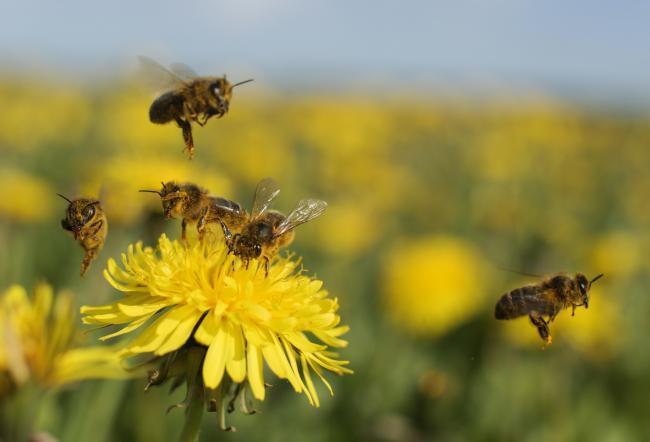 The pesticide is banned in Europe because of its danger to bees