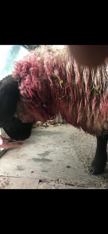 An injured sheep from a previous dog attack in Flushing. Picture Marcus Willcox/Facebook
