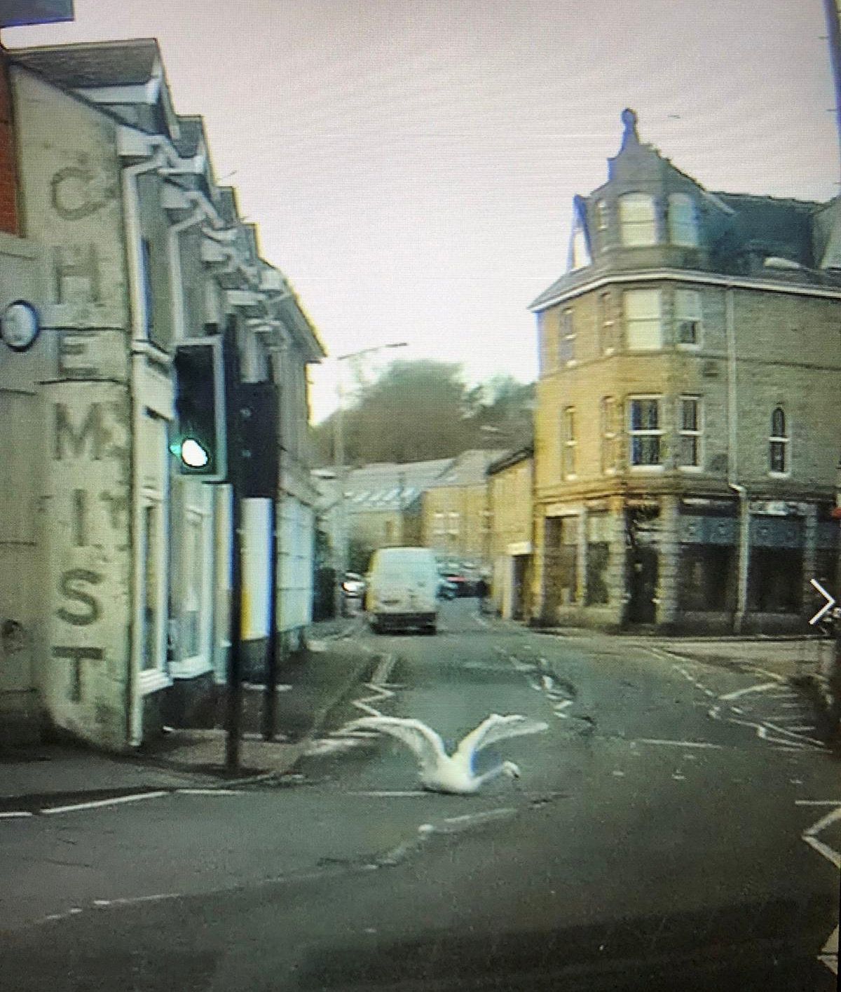 Video grab from dashcam footage of Derek the swan on the street of Newlyn, before the incident Picture: Nigel Tonkin / SWNS.COM