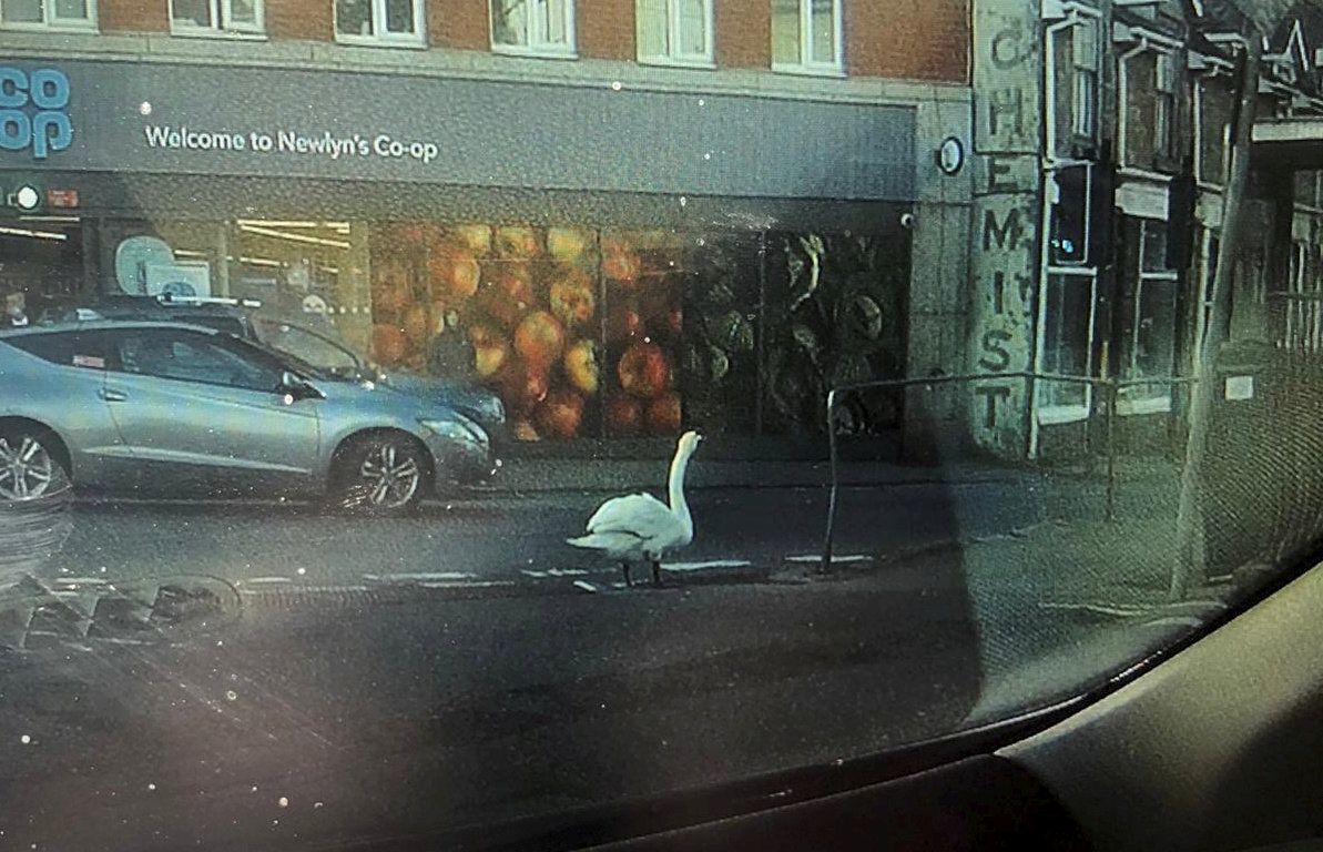 Video grab from dashcam footage of Derek the swan on the street of Newlyn, before the incident Picture: Nigel Tonkin / SWNS.COM