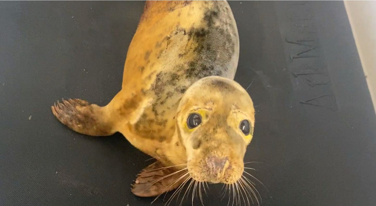 Cornwall Airbnb in Perranporth becomes hospital for injured seals