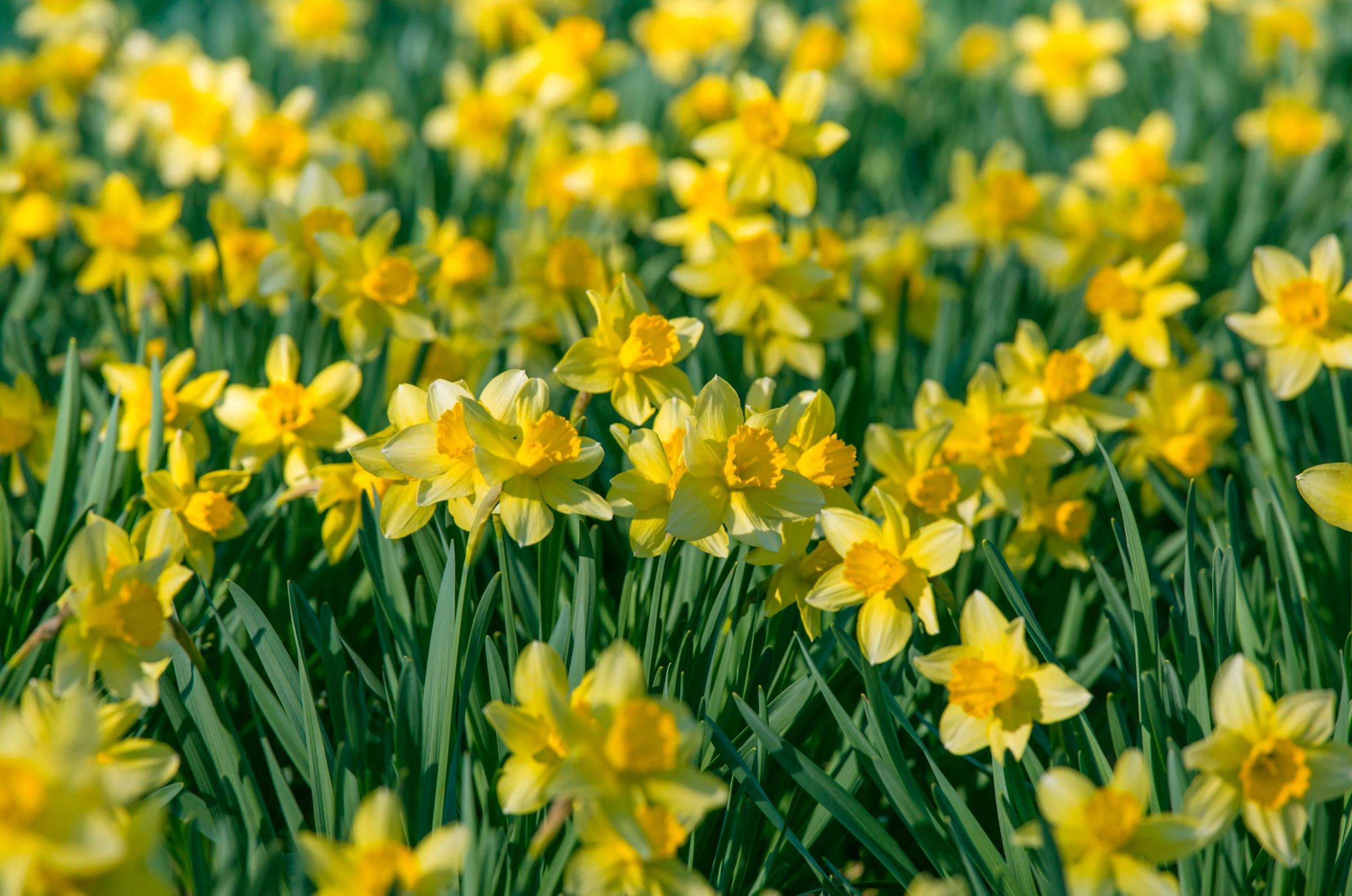 Varfell Farm is described as the largest and leading grower of daffodils in the world Picture from file: PA Images