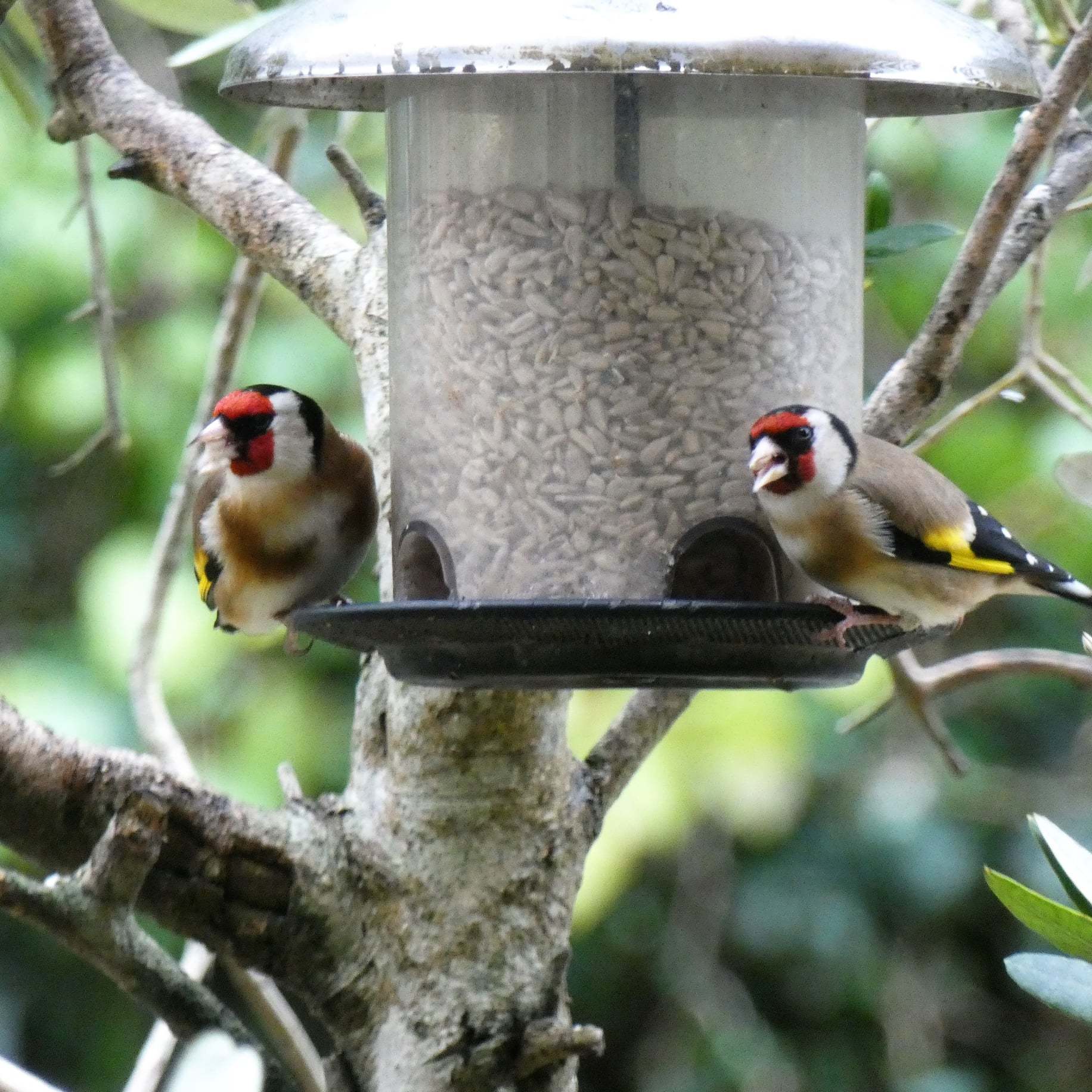 Goldfinches feeding, by Trudy Smart