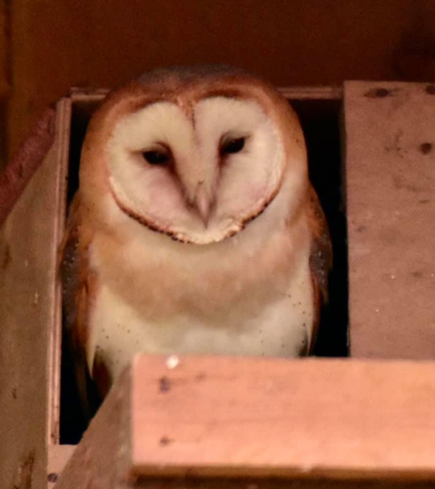 Guess what I’ve got in my owl box?, by Carl Plaister