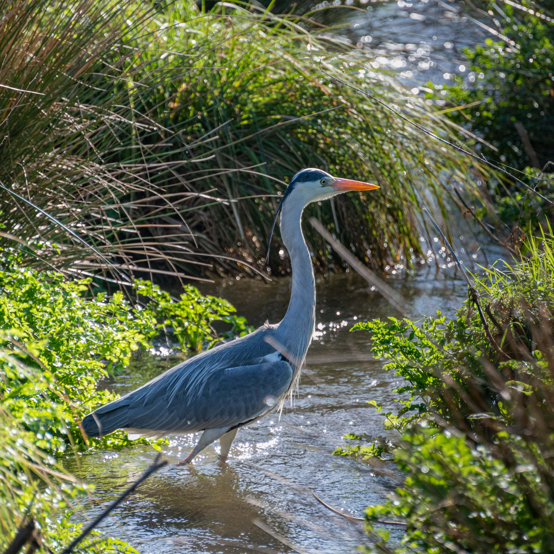 Heron after lunch, by Mark Quilter