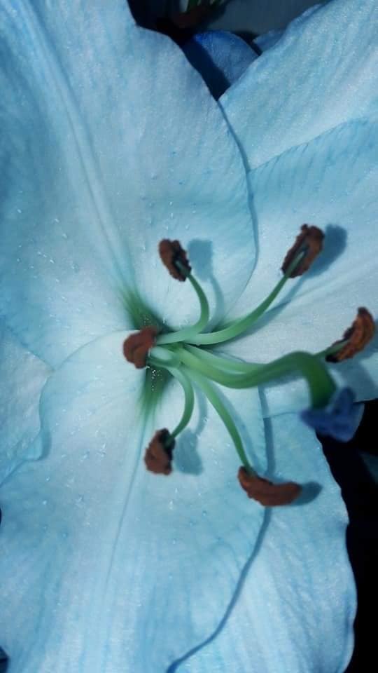 Blue lillies, by Emma Annear