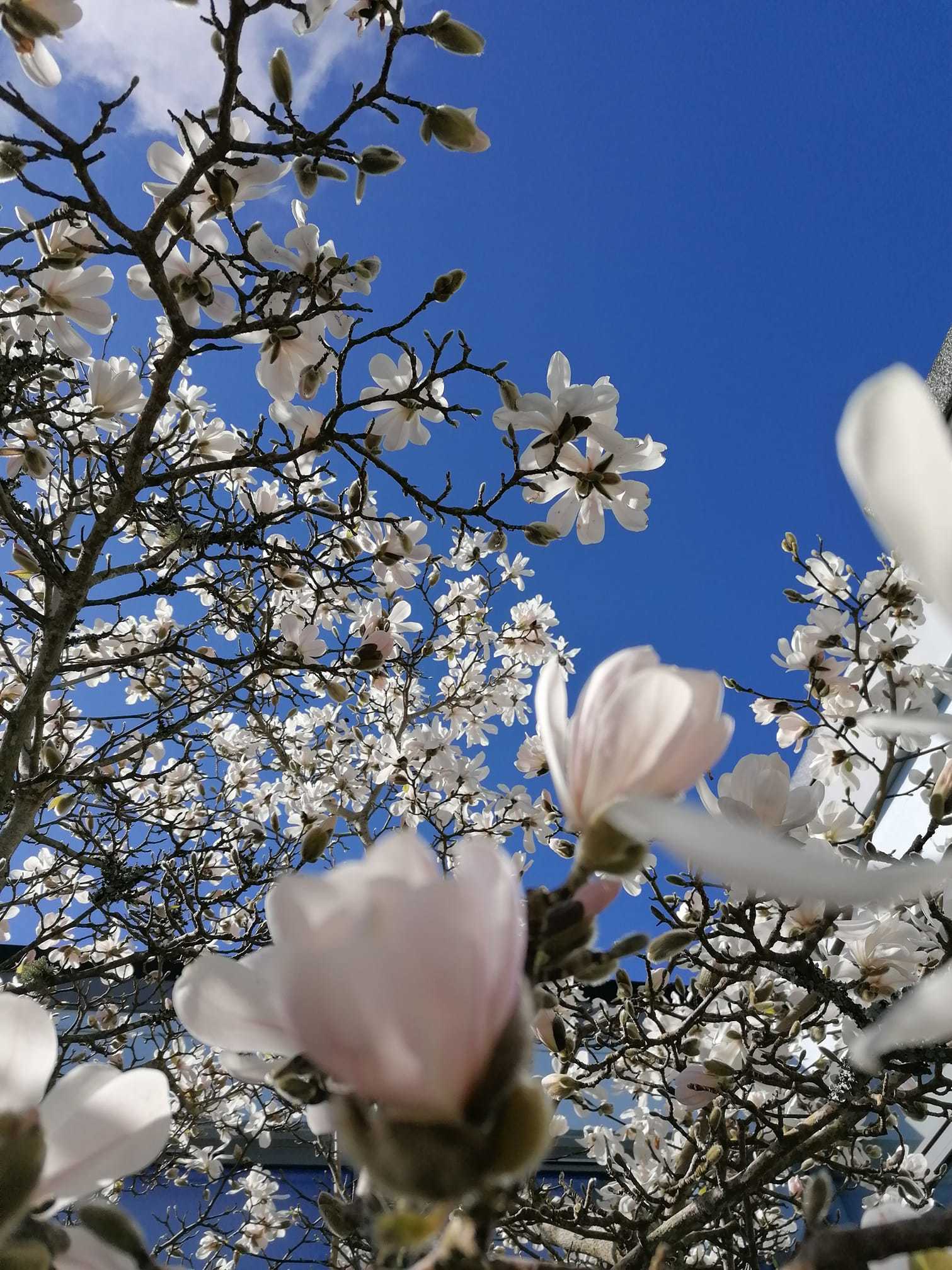 Buds and blue skies, by Gemma Strong