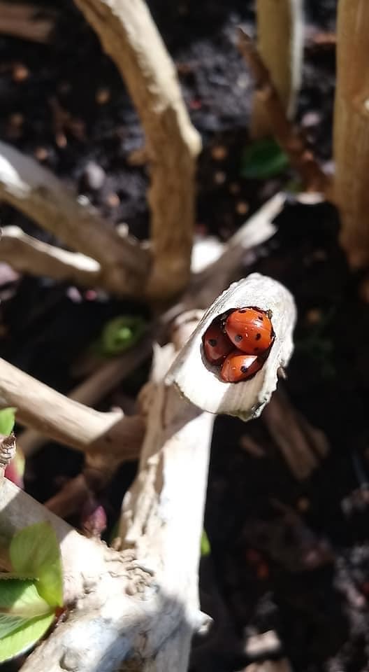 A loveliness of ladybirds, by Melisa Gallie