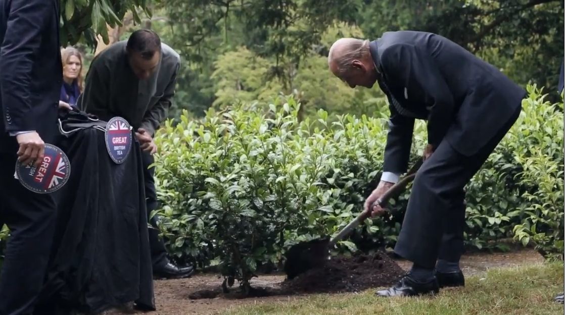 The duke plants a tea bush on the Tregothnan Estate Picture: Tregothnan