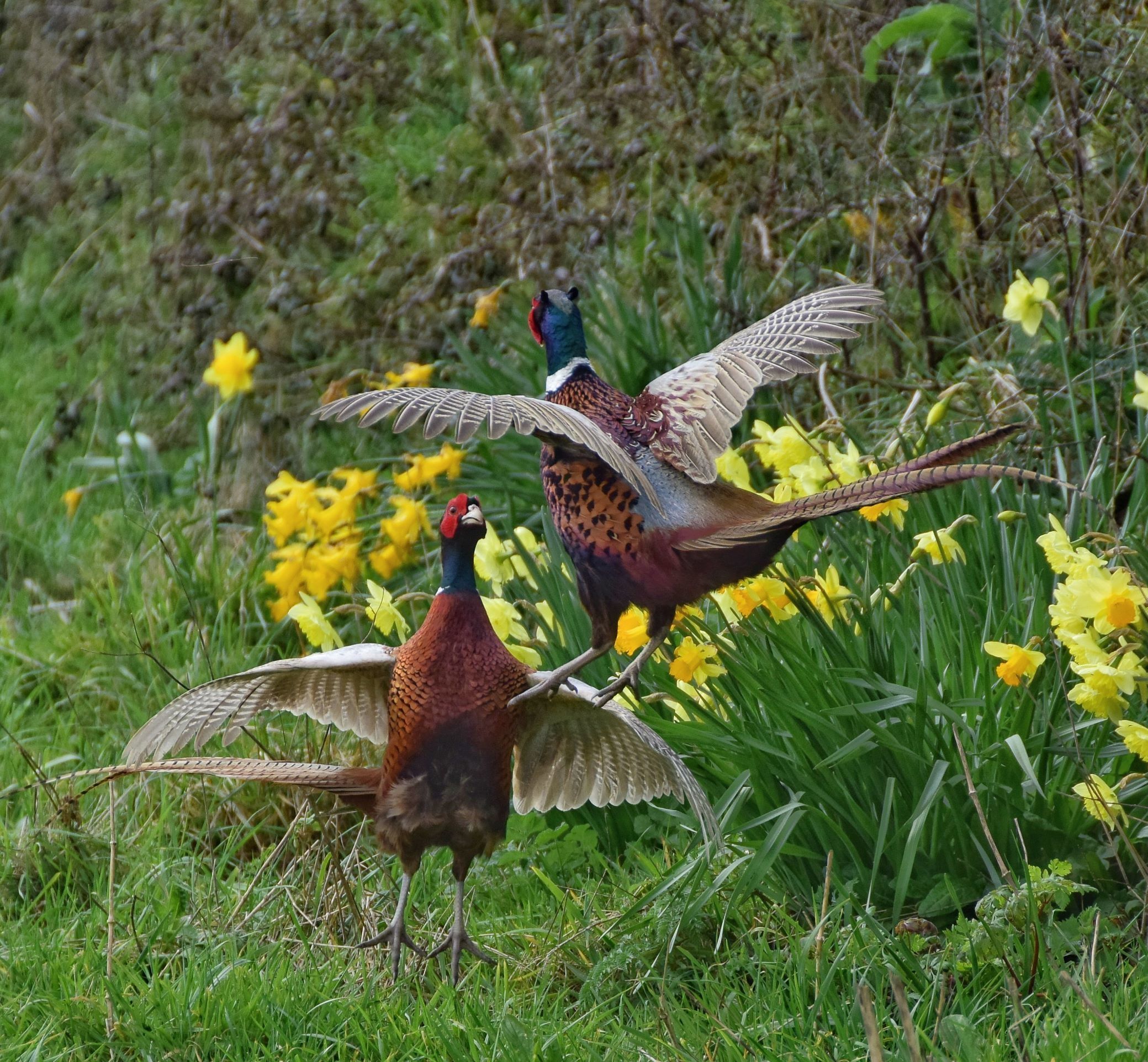 Fighting Pheasants by Lorna Simmonds