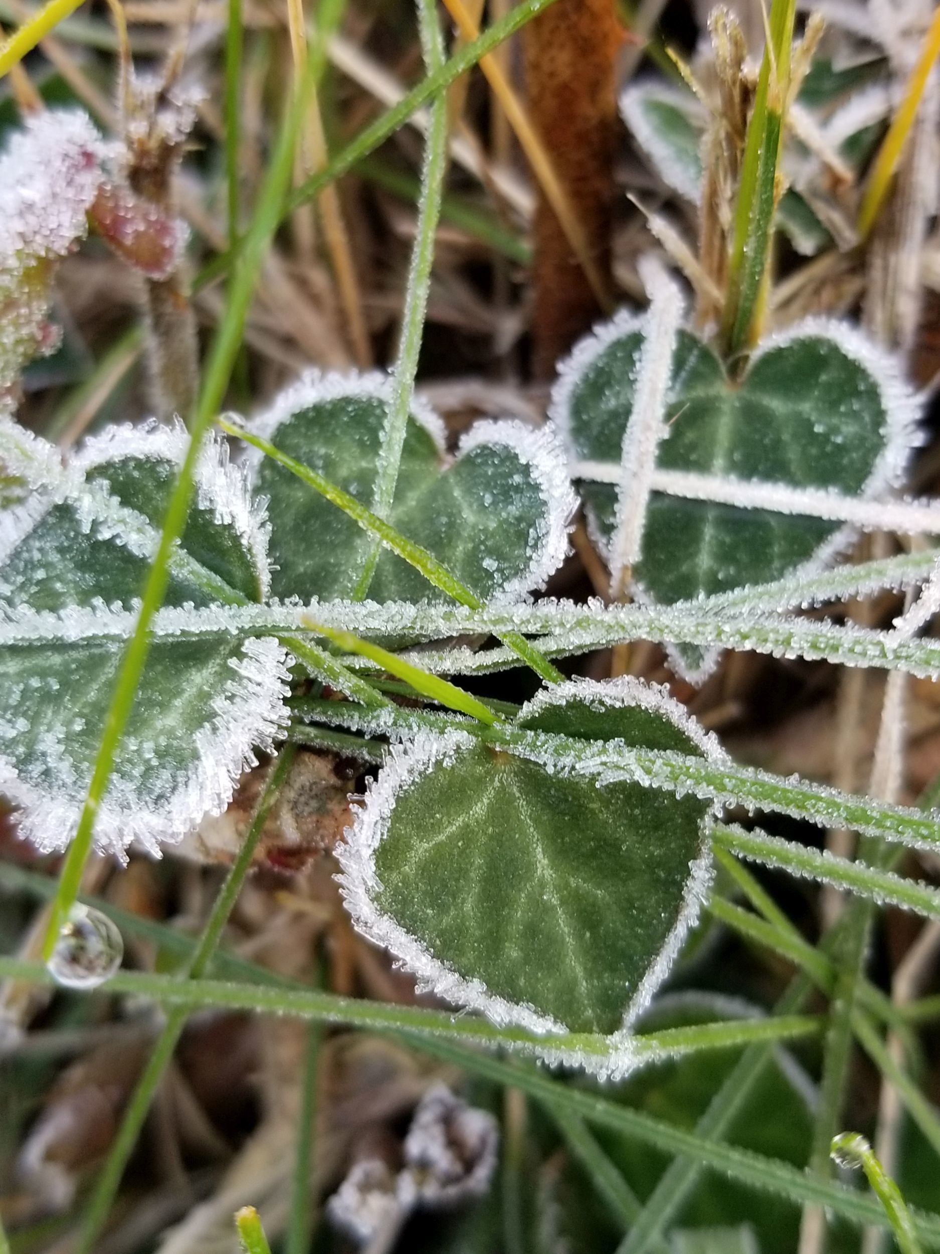 Frost on leaves by Liv Cooper