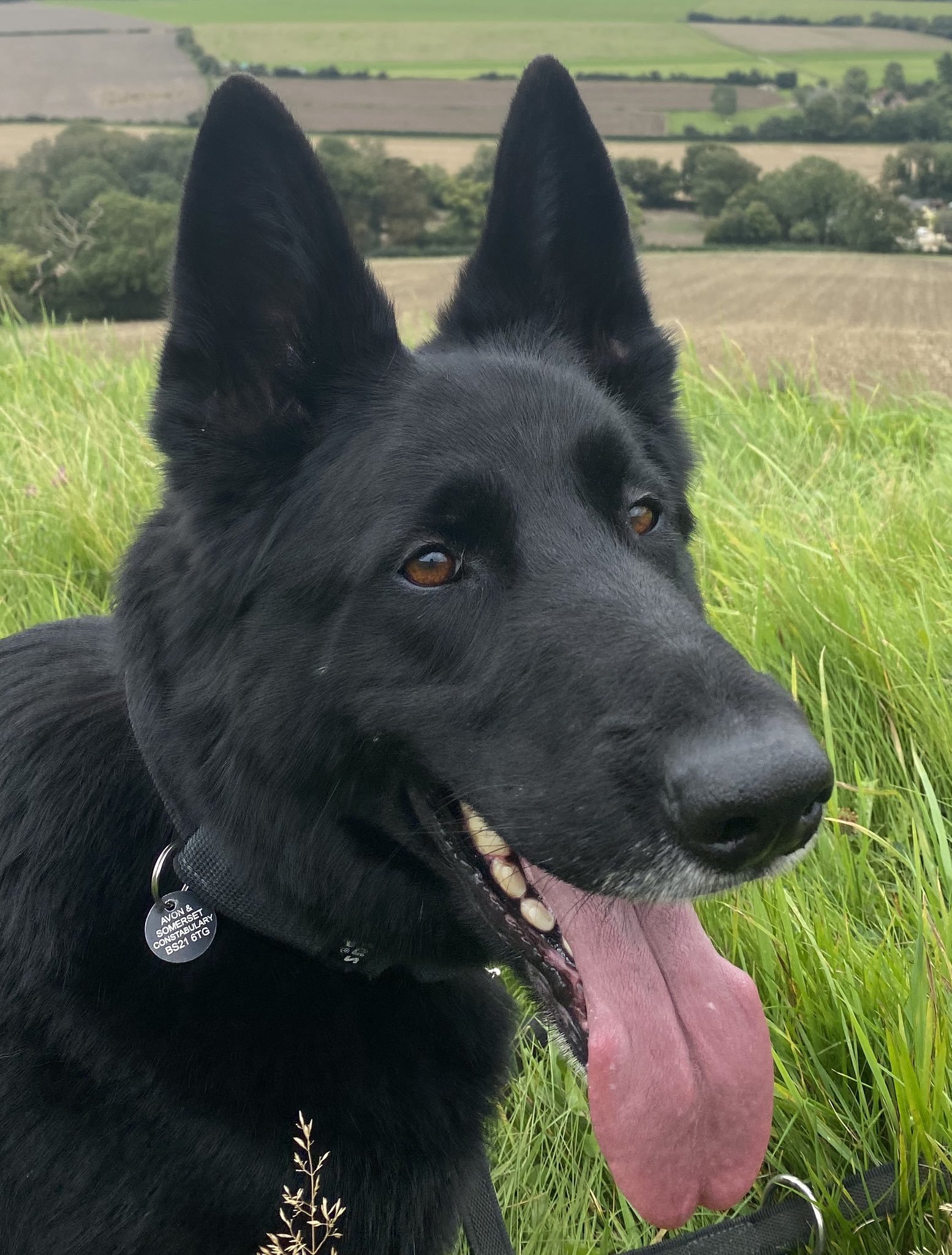 Jet died on duty while chasing suspected burglers. Picture: Avon and Somerset Police